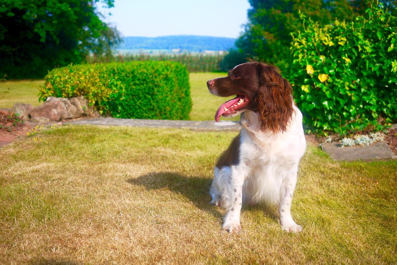 Glewstone Court Country House Hotel Ross-on-Wye エクステリア 写真